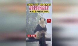 网友爆料熊酸奶视频播放,引发网友热议